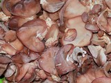 Auricularia auricula-judae