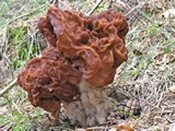 Gyromitra esculenta