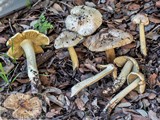 Inocybe rimosa