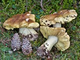 Tricholoma equestre