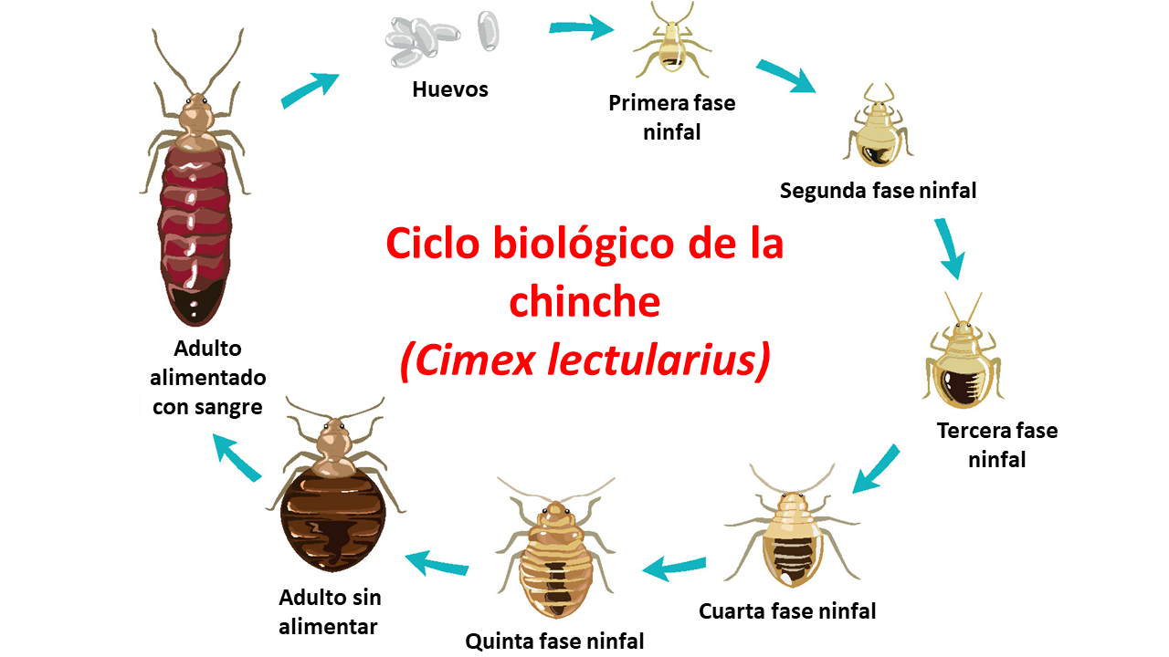 Ciclo biológico del chinche Cimex lectularius