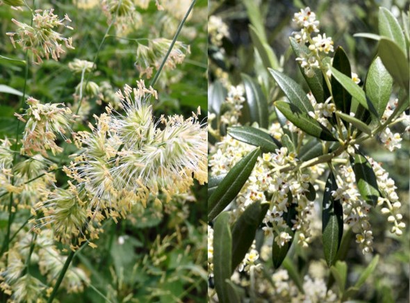 Composición de 2 fotos mostrando gramíneas Dactylis y olivo Olea