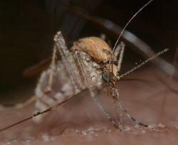 Mosquito Culex pipiens