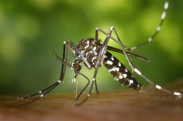 Mosquito tigre picando a una persona