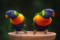 Pareja de agapornis en un posadero