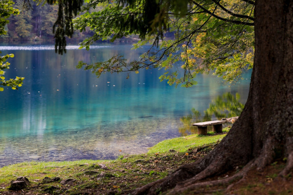 Lago en otoño con un árbol en primer plano