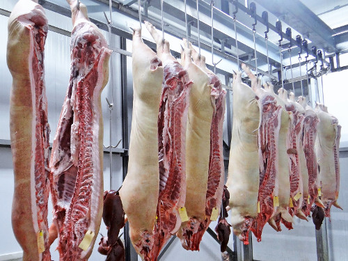 Canales de porcino en una cámara de refrigeración