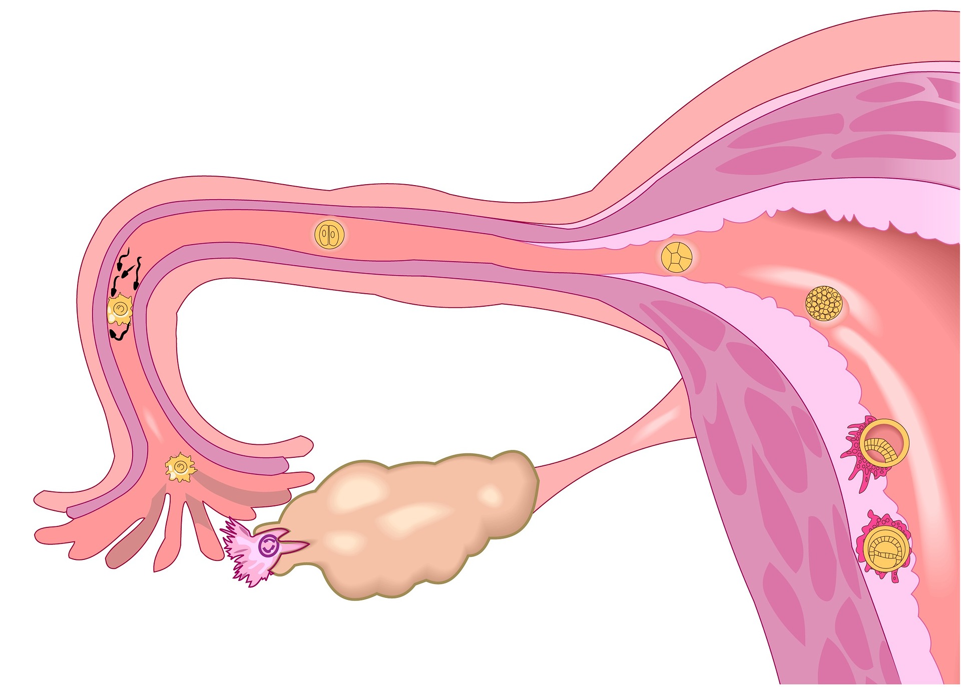 dibujo de la anatomía del aparato genital de mujer