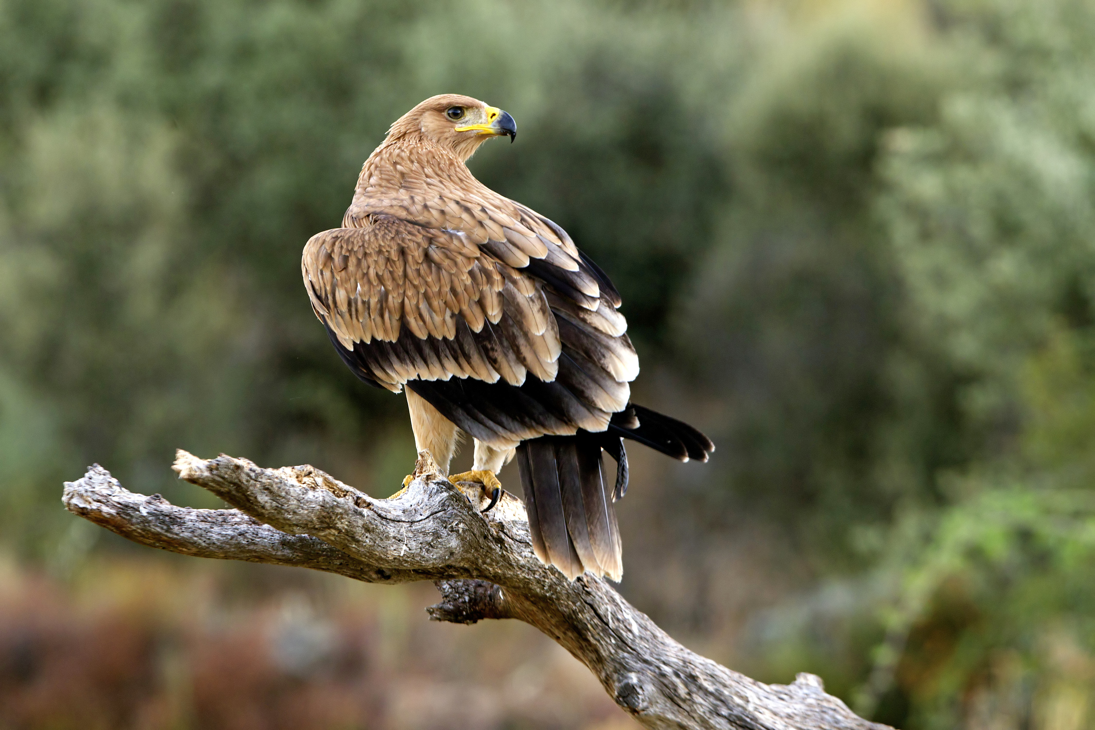 Recuperamos un pollo de águila imperial caído Centro de Recuperación de  Animales Silvestres | Comunidad de Madrid
