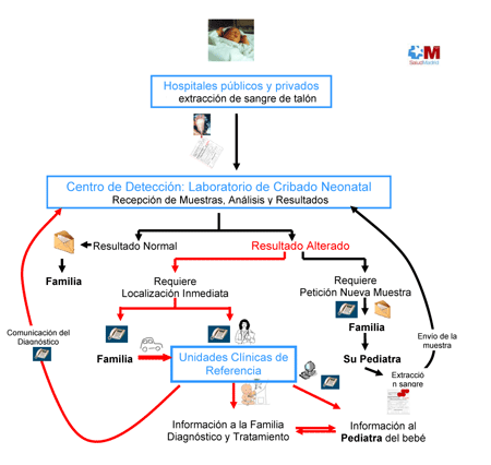 esquema del procedimiento de procesado de muestras del cribado neonatal