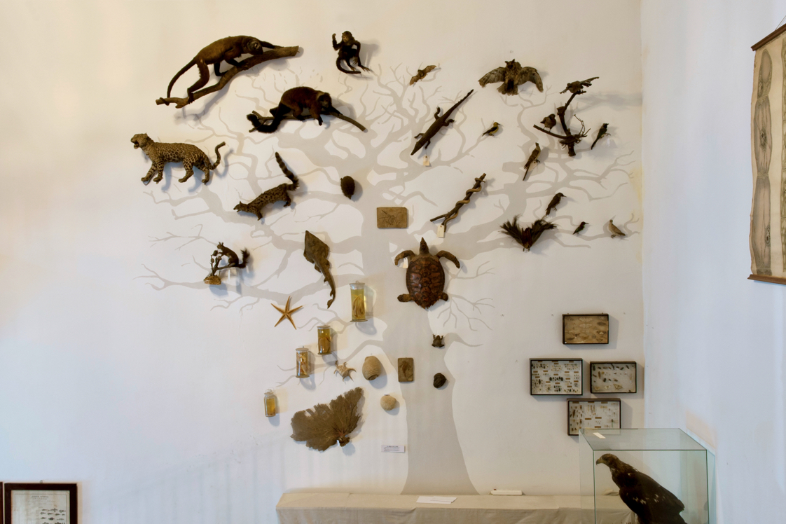 Exposición virtual sobre las colecciones históricas del I.E.S. San