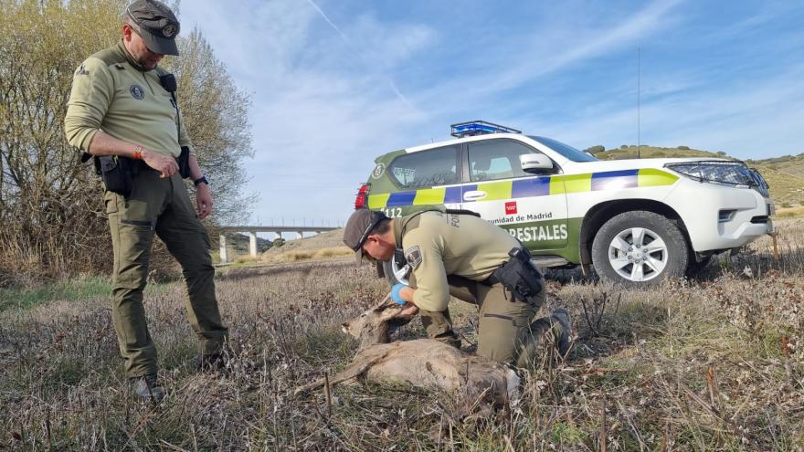 Agente forestal y animal
