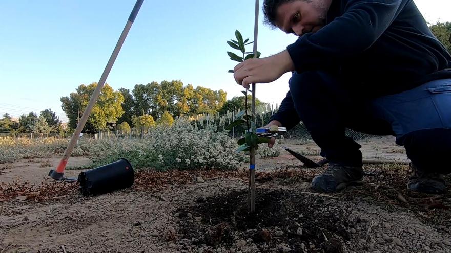 La Comunidad de Madrid inicia un proyecto para investigar nuevos usos culinarios del madroño y ayudar a su reforestación El IMIDRA