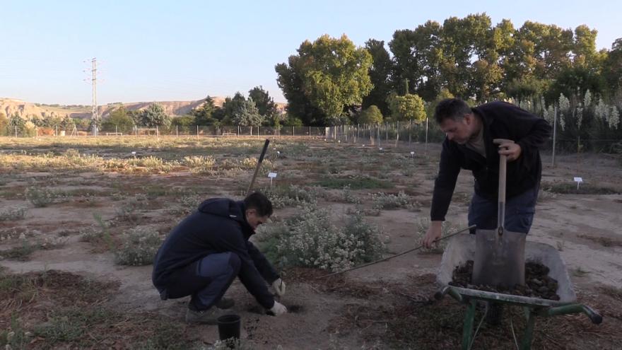 La Comunidad de Madrid inicia un proyecto para investigar nuevos usos culinarios del madroño y ayudar a su reforestación El IMIDRA