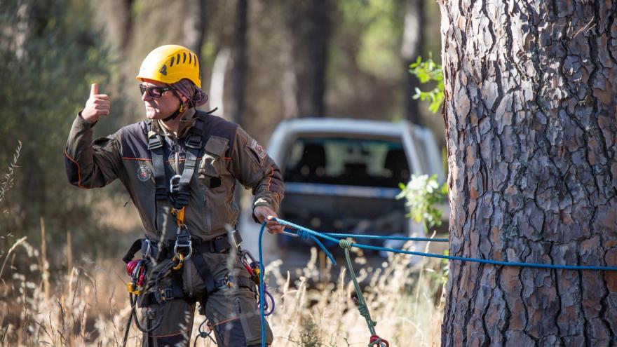 Agente forestal y árbol
