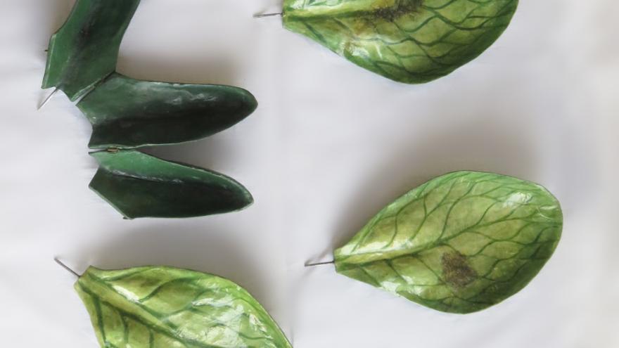 Modelo didáctico de la flor de Rumex