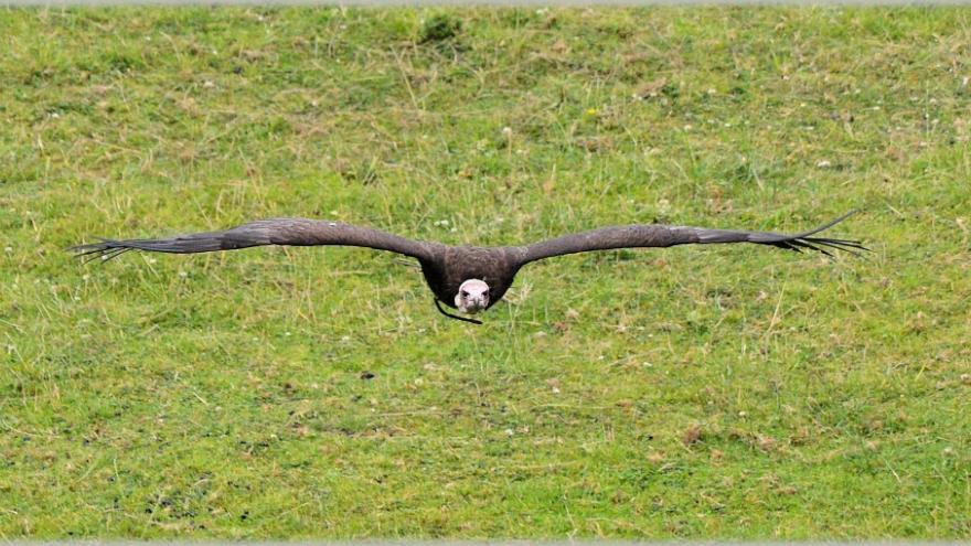 Vultures