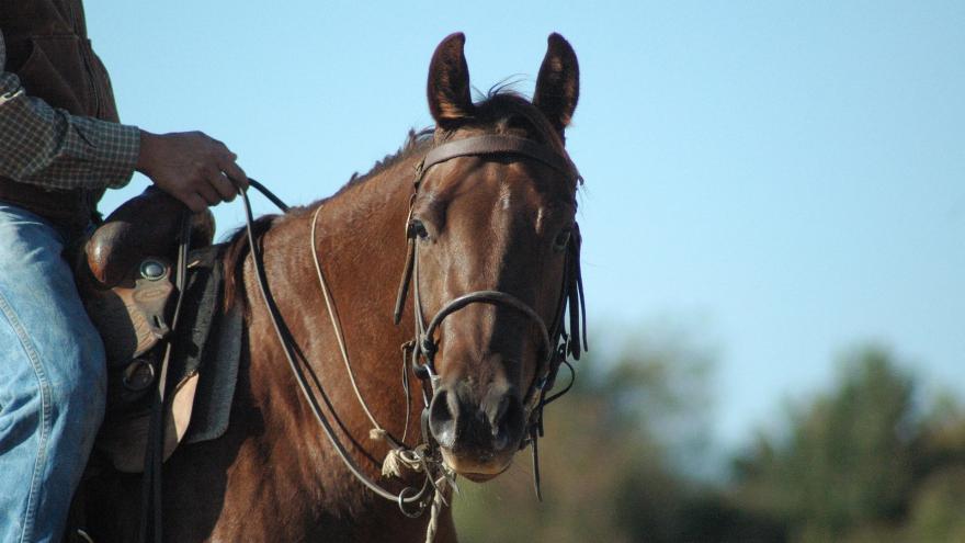 Paseos a caballo 