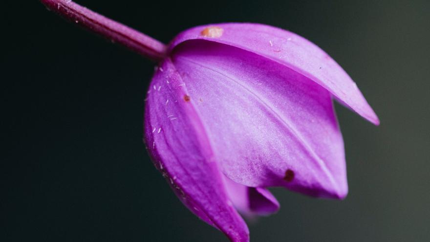 Flor caída morada