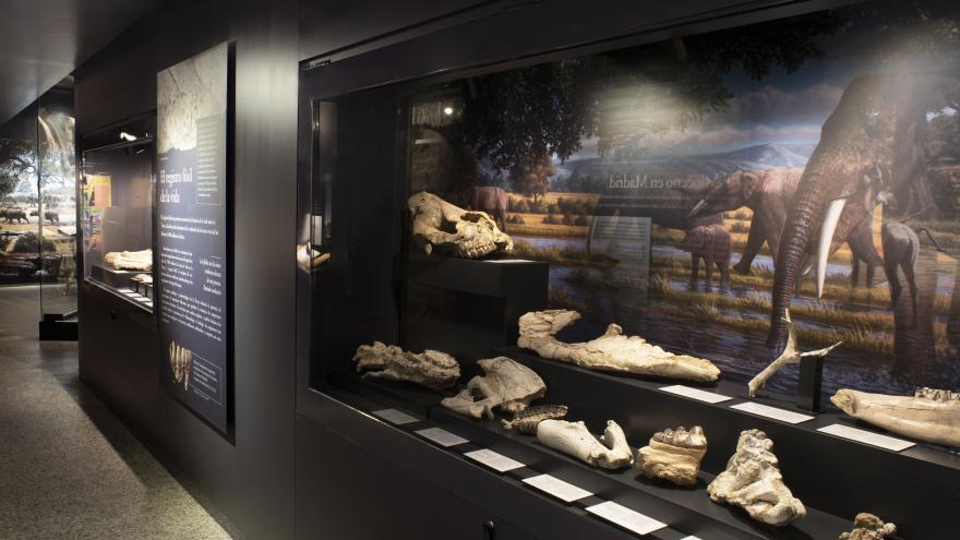 Sala de Paleontología 1