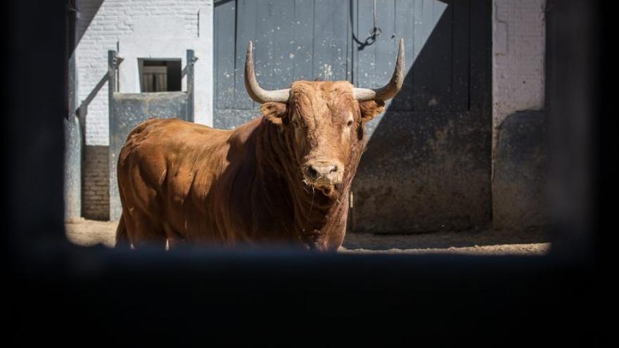 Toro en los corrales