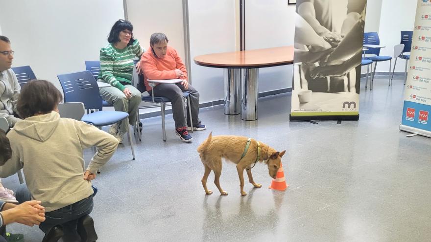 Uma perra realiza actividades con usuarios en sesión de mascoterapia