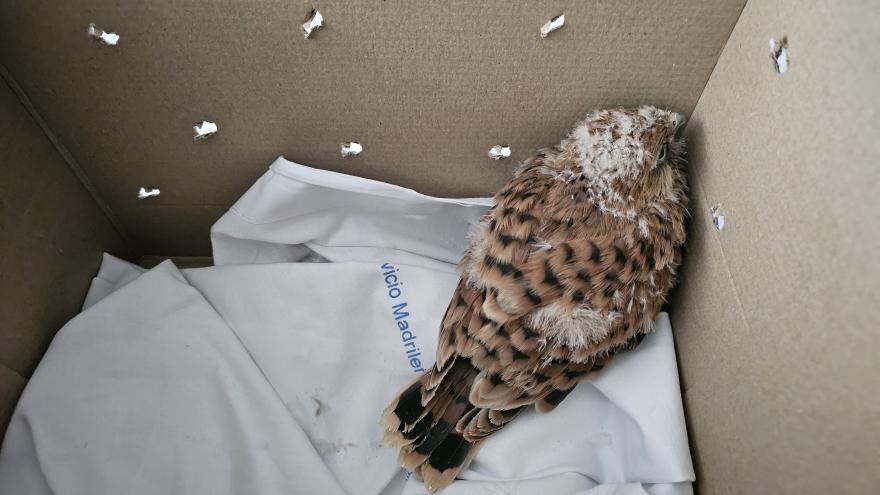 Halcón peregrino