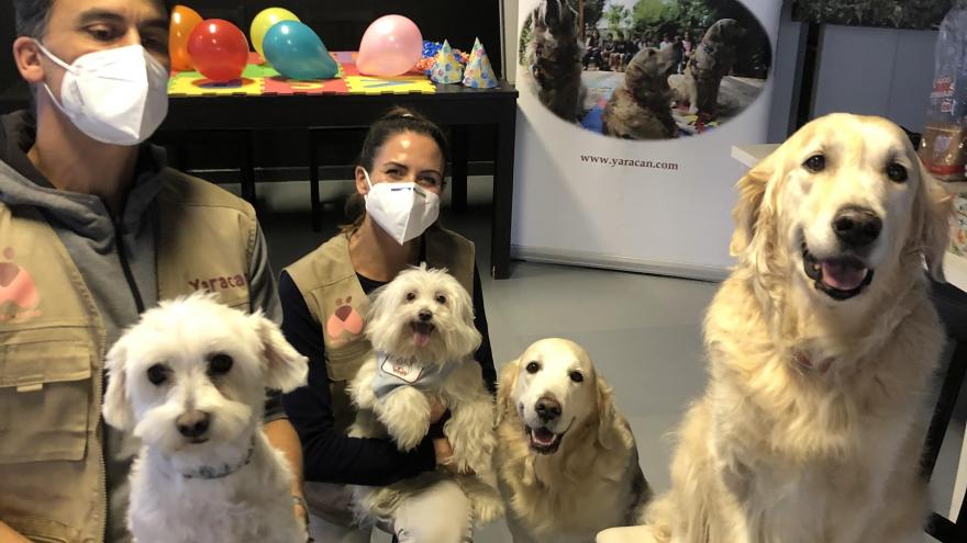 perros con los terapeutas