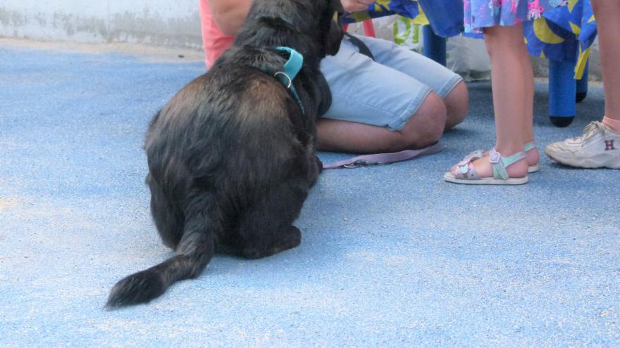 Intervenciones asistidas con animales