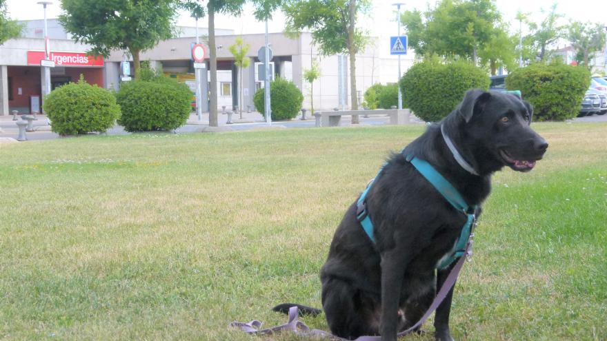 Intervenciones asistidas con animales