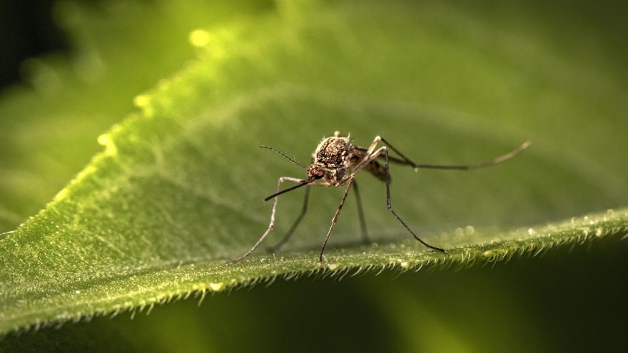 Mosquito Oropouche