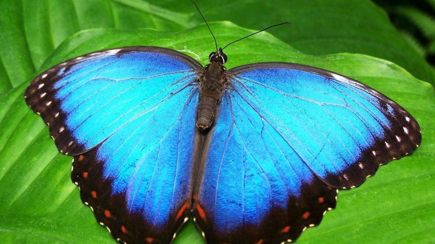 mariposa azul