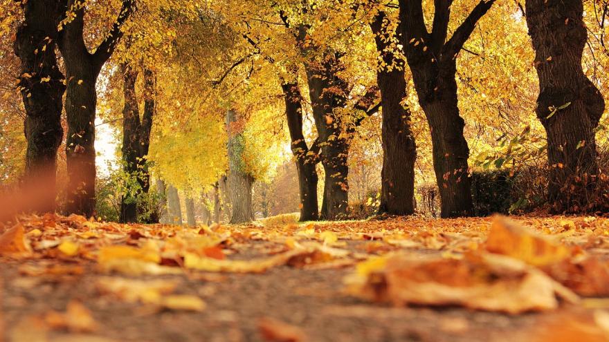 camino entre arboles en otoño