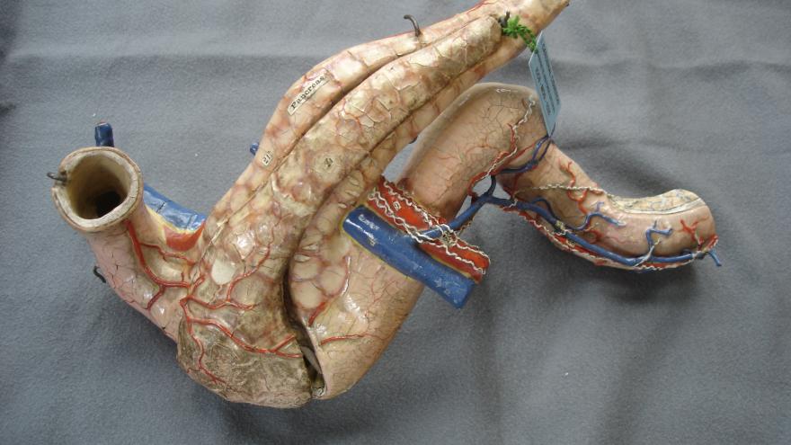 Modelo didáctico