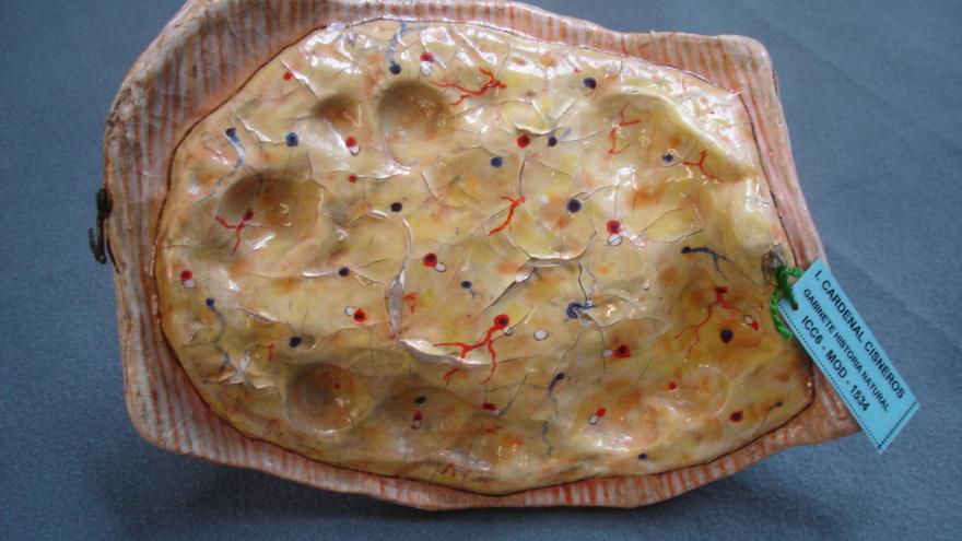 fragmento de intestino delgado 