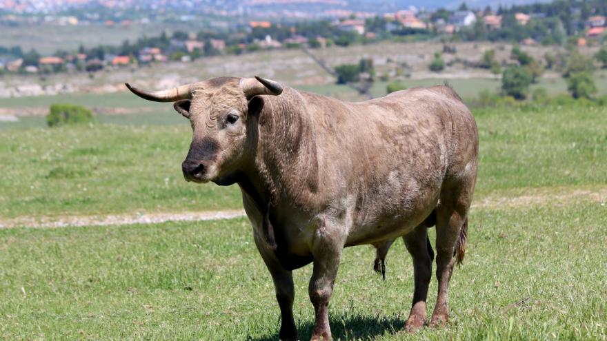 Imagen de Toro