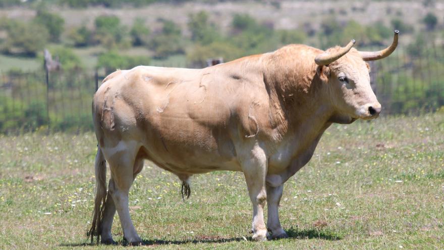 Imagen de Toro