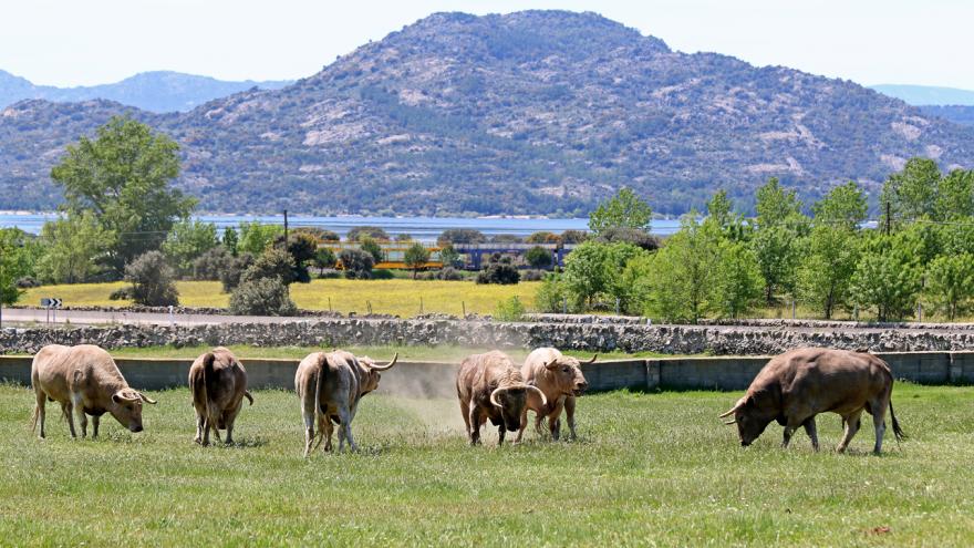 Imagen de Toros en finca