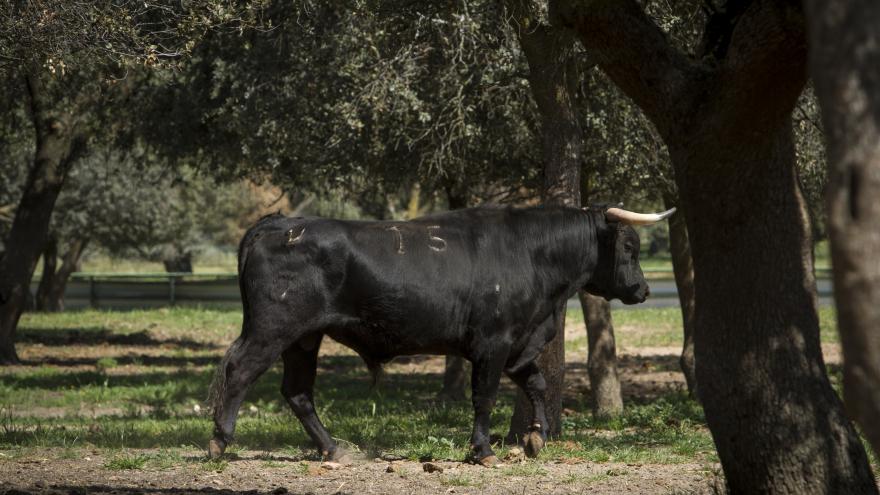 Toro en finca