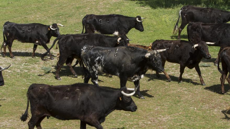 Ganado en la finca