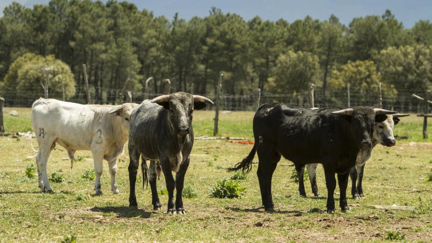 Toros en finca