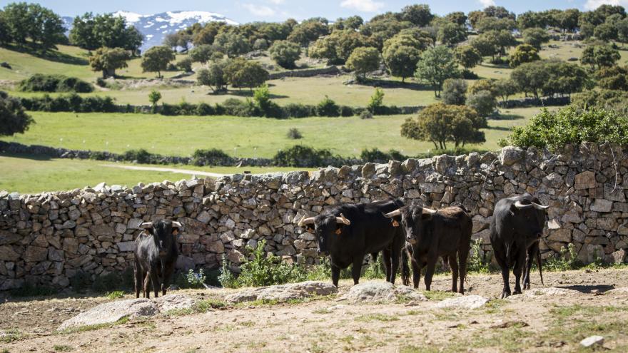 Toros en campo
