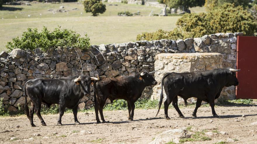 Toros en finca