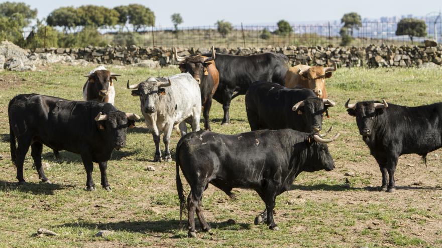 Toros en finca