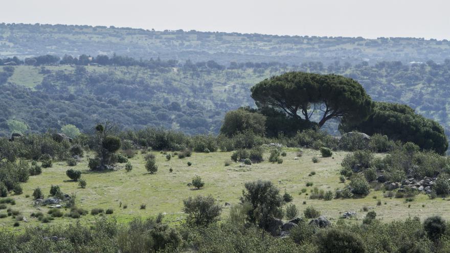 Finca