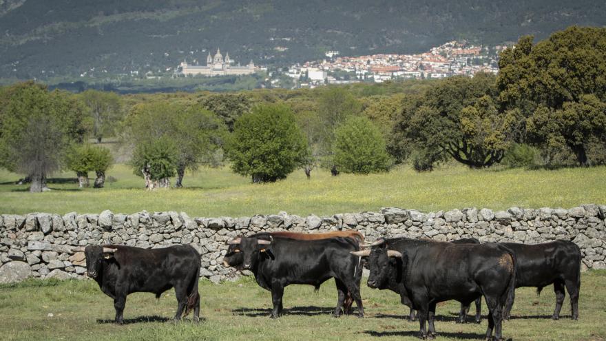 Toros en finca