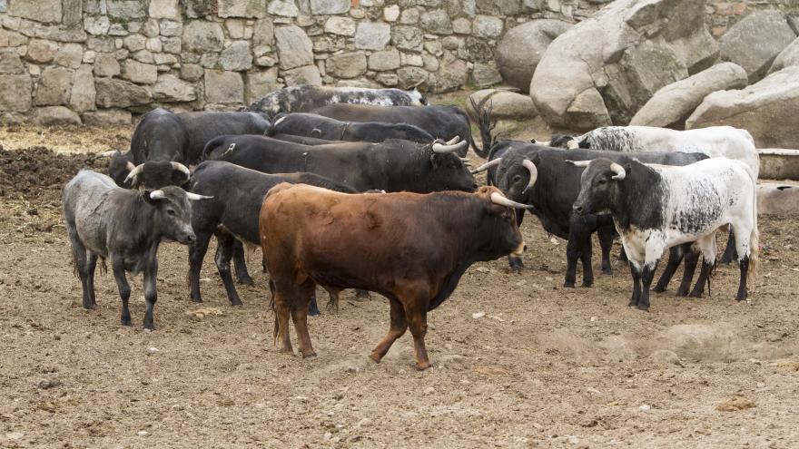 Toros en finca