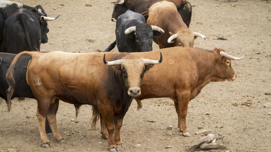 Toros en finca