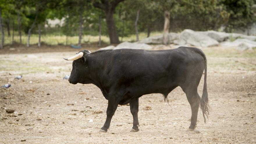 Toro en primer plano