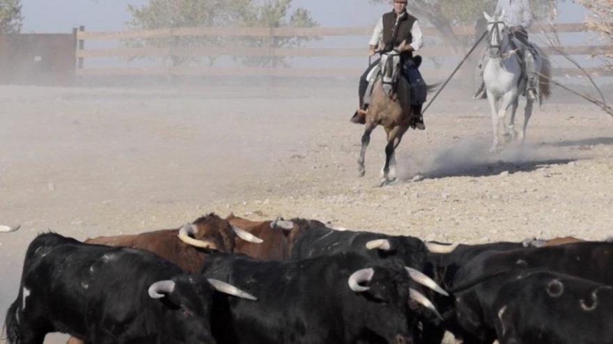 Caballo y toros